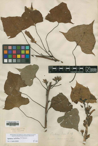 Figure 5. Specimen of Ipomoea batatas (L.) Lam collected by Joseph Banks and Daniel Solander in Tahiti in 1769 and used by Roullier et al. (Citation2013) to investigate the source of sweet potato in the Pacific islands.