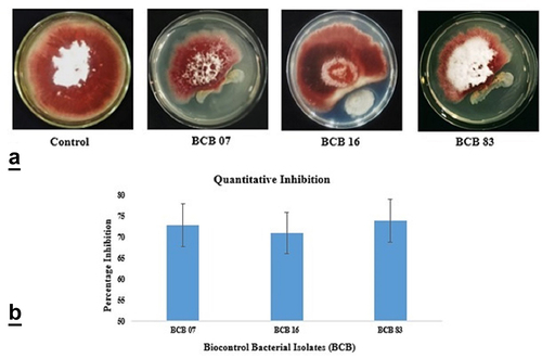 Figure 1. The antifungal activity of selected isolated strains a) qualitative assay of biocontrol isolates against F. oxysporum; b) graphical representation of a quantitative biocontrol isolate inhibiting F. oxysporum by at least 70%. All experiments were carried out in triplicate. (BCB07: Bacillus velezensis), (BCB16: Bacillus amyloliquefaciens) and (BCB83: Bacillus subtilis).