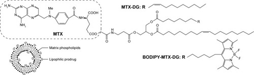 Figure 1 Chemical structures of MTX-DG and BODIPY-MTX-DG and schematic representation of a loaded liposome.Abbreviations: BODIPY-MTX-DG, fluorescently labeled analog of MTX-DG; MTX, methotrexate; MTX-DG, lipophilic prodrug of methotrexate.