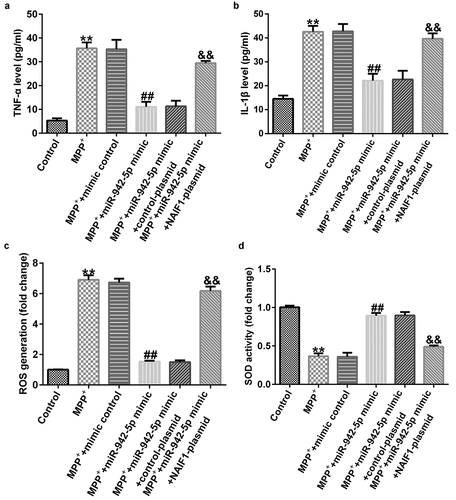 Figure 9. Effects of miR-942-5p on the inflammatory response and oxidative stress in MPP+-induced SH-SY5Y cells. (a) and (b) The levels of TNF-α and IL-1β in treated SH-SY5Y cells were measured by ELISA. (c) and (d) The intracellular level of reactive oxygen species (ROS) release and superoxide dismutase (SOD) activity