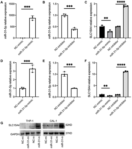 Figure 2 miR-31-5p is a negative regulator of SLC15A4. (A–F) Quantitative analysis was determined by RT-qPCR assay of the mRNA levels of miR-31-5p and SLC15A4 in THP-1 (A–C) and CAL-1 cells (D–F) transfected with negative controls (NC-mimic and NC-inhibitor), miR-31-5p mimics (miR-31-5p mimic) or miR-31-5p inhibitor as indicated and then stimulated with R848 (5µg/mL) for 24h. Student’s t-test, **p < 0.01, ***p < 0.001 and ****p < 0.0001. (G) THP-1 and CAL-1 cells were transfected with negative controls (NC-mi and NC-in), miR-31-5p mimics (miR-31-mi) or miR-31-5p inhibitor (miR-31-in) and then stimulated with R848 (5µg/mL) for 24h. Whole-cell lysates were prepared, and Western blot was performed for SLC15A4 and GAPDH.