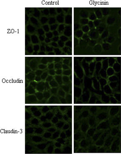 Figure 4. TJ proteins immunofluorescence of IPEC-J2 cells after 24 h incubation of glycinin. Representative images of immunofluorescence staining (magnification 200×) are shown.