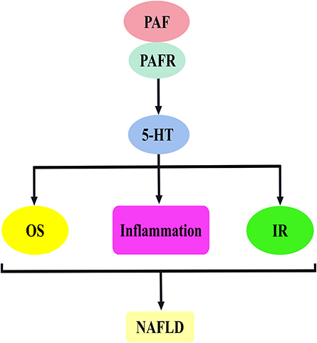 Figure 3 PAF activates 5-hydroxytryptamine to promote the mechanism of NAFLD development. The binding of PAF to PAFR stimulates 5-HT release, which is involved in NAFLD development mainly by inducing oxidative stress, inflammatory response and insulin resistance.
