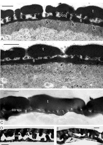Figure 13. Histochemical test of free microspores at the stage of already formed granular intine-1 with potassium permanganate. A, B. Test revealing endexine in Magnolia sieboldii, stained sections show the scarcely stained granular layer, disposed under endexine lamellae, especially in comparison with conventional staining with uranyl acetate and lead citrate (compare with Figure 12); endexine lamellae marked with arrowheads. C–E. Mature acetolised pollen grains of Magnolia sieboldii (C), Manglietia tenuipes (D) and Magnolia delavayi (E); after acetolysis, all the intine layers (including the first granular layer) have disappeared; endexine lamella is preserved (arrowhead). Abbreviations: see Figure 1. Scale bars – 500 nm.