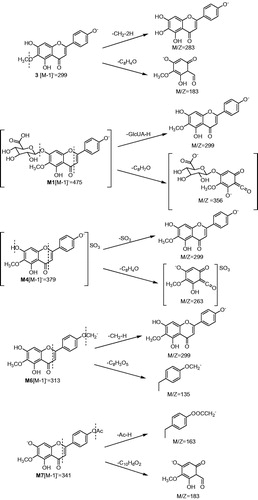 Figure 4. Proposed fragmentation pathway of 3, M1, M4, M6, M7.