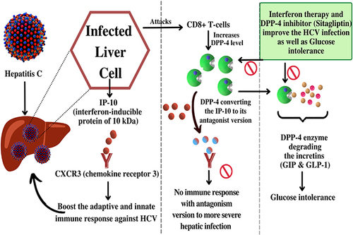 Figure 5 Schematic representation of HCV infected hepatocytes releases IP-10 responsible for an immune response towards HCV infection but DPP-4 level elevated due to CD8+ cells attacked by HCV. Increased DPP-4 converted the IP-10 into an inactive form which suppresses the immune response and on the other hand DPP-4 results in glucose intolerance by degrading incretins. Interferon and DPP-4 inhibitors are found to be significant in both HCV resulting conditions.