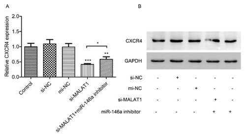 Figure 6. MALAT1 regulates CXCR4 expression through miR-146a. HL-60 cells were co-transfected with si-NC/si-MALAT1 and mi-NC/mi-R146a inhibitor for 48h. Then CXCR4 mRNA (A) and protein (B) were measured by qRT-PCR and Western Blot assay, respectively. Control: non-transfected group. *P < 0.05, **P < 0.01, *** P < 0.001.