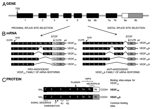 Figure 1.vegf-a. (A) Gene structure. TSS is the transcriptional start site. (B) mRNA species. Alternative splicing of the vegf-a gene in the terminal exon results in two families of isoforms: the pro-angiogenic VEGFxxx and the anti-angiogenic VEGFxxxb isoforms. AUG, the start site for translation; UTR, the untranslated region; pA, the polyadenylation site. (C) Protein structure of the two major isoforms of each family, VEGF165 and VEGF165b. C-terminal splicing leads to an alternative last six amino acids (CDKPRR or SLTRKD). The isoforms are termed according to the amino acid number of the resulting protein (xxx). HSPG, heparin sulfate proteoglycan; R1, VEGF Receptor 1; R2, VEGF Receptor 2 (from ref. Citation29).