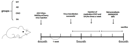 Figure 2 Protocol of the experimental trials. Each short horizontal line represents 1 week.