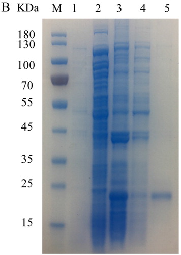 Figure 8. SDS-PAGE (12% Tris-MOPS) results of the 5B puriﬁed protein. Lane M: Protein ladder; Lane 1: Negative control without IPTG; Lane 2: Culture supernatants from centrifugation and sonication; Lane 3: Inclusion body; Lane 4: eluate solution passed through a nickel-nitrilotriacetic acid (Ni-NTA) affinity column; Lane 5: Puriﬁed protein with 300 mM imidazole buffer.