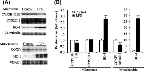 Fig. 3. Microsomal CYP2B1/2B2, CYP2C11, and HO-1 protein level and mitochondrial COX complex IV subunit I and HO-1 protein level in liver of the control and LPS-treated ODS rats administered PB (experiment 3).Notes: (A), Western blot analyses. Calreticulin and VDAC1 were microsomal and mitochondrial markers, respectively. (B), the mean of the control group was set to 1.0. Values are means for six rats per group, with their standard errors represented by vertical bars. **p < 0.01 vs. the control group.