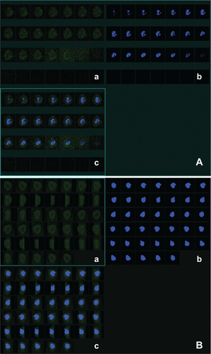 Figure S5 Tridimensional analysis of interaction between nanoplexes and HeLa cells by confocal laser scanning microscopy. (A) Z-stack analysis of HeLa cells treated with formulation SpDNA for 6 hours, washed, and then incubated with fresh medium for 24 hours. Each section is 100 nm for a total thickness of 10.6 μm. (B) Three-dimensional visualization after superimposition at 180° rotation. (a) Green fluorescent protein, (b) Hoechst filter, and (c) overlay.Abbreviation: pDNA, plasmid DNA.