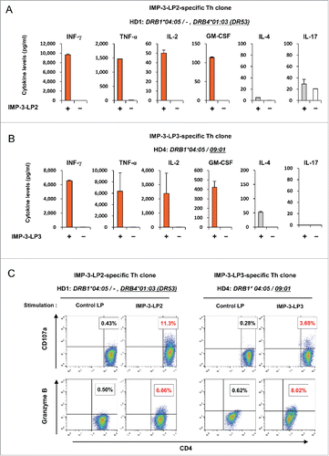 Figure 3. Pattern of cytokine production by IMP-3-LP-specific Th clones. (A, B) IMP-3-LP2-specific Th clone (A) or LP3-specific Th clone (B) were stimulated with or without cognate peptides. Concentrations of indicated cytokines in the culture supernatant were measured. Data are presented as the mean ± SD of triplicate assays. (C ) IMP-3-LP-specific Th clones were re-stimulated with cognate peptide or control LP. The numbers in the dot plots indicate the frequencies of CD107a+ or granzyme B+ cells in CD4+ Th clones.