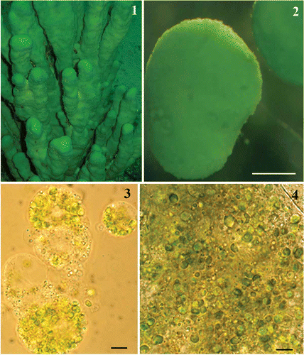 Figs 1–4. Lubomirskia baicalensis sponges and their endosymbionts. 1. Underwater image of green L. baikalensis sponges attached to rock at a depth of 15 m. 2. Primmorph obtained from dissociated L. baicalensis sponge cells after 48 h. 3, 4. Light microscope images showing green microalgae located within amoebocytes isolated from the primmorphs of L. baicalensis (Fig. 3) and the same microalgae isolated from the primmorphs using a syringe (Fig. 4). Scale bars = 0.5 mm (Fig. 2) and 5 µm (Figs 3, 4).