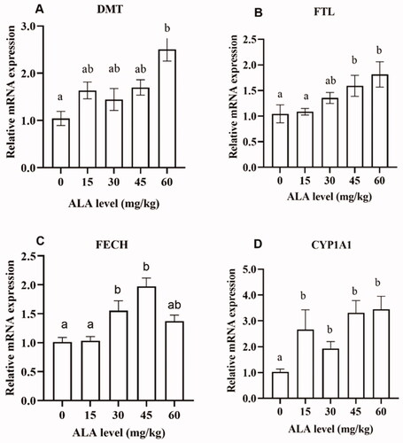 Figure 1. The effects of 5-aminolevulinic acid (5-ALA) supplementation on the mRNA expression of substances related to Fe status, haem synthesis and metabolism in the liver of broilers. DMT, divalent metal transporter; FTL, ferritin light polypeptide; FECH, ferrochelatase; CYP1A1, cytochrome P450, family 1, subfamily A.