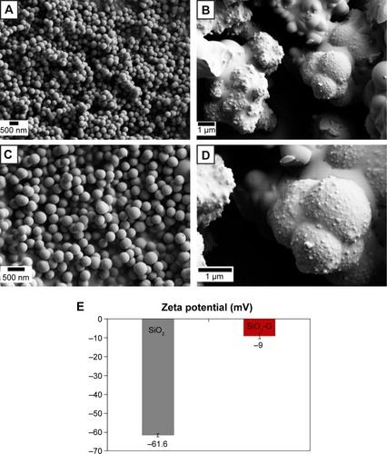 Figure 1 SEM images of the materials.Notes: (A, C) Smooth spherical pristine SiO2 NPs and (B, D) granular rough aggregated network of SiO2-G nanohybrids at the magnifications of 10,000× (A, B) and 20,000× (C, D). (E) The zeta potential of the pristine SiO2 NPs and SiO2-G nanohybrids in deionized water. The error bars represent the standard errors of the means.Abbreviations: SEM, scanning electron microscope; SiO2 NPs, silica nanoparticles; SiO2-G, silica–gentamicin.