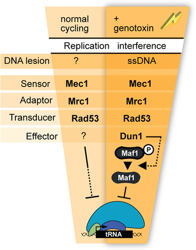 Figure 3 Control of tRNA gene transcription in yeast by replication stress checkpoint signaling molecules. In this model the checkpoint proteins are organized according to dependencies established in the literature. Dashed lines represent signaling steps that are yet to be fully described. ssDNA, single strand DNA.