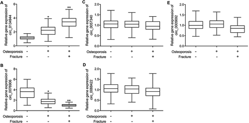 Figure 1 The expression of candidate circRNAs in the peripheral blood of postmenopausal women with or without osteoporosis or fracture (*p-value < 0.05 vs Osteoporosis (-) Fracture (-) group; **p-value < 0.0 vs Osteoporosis (+) Fracture (-) group). (A) Circulating expression of circ_0134944 was highest in postmenopausal women from the c. (B) Circulating expression of circ_0076906 was evidently reduced in postmenopausal women from the Osteoporosis (+) Fracture (+) group. (C) Circulating expression of circ_0057340 was similar among all patient groups. (D) Circulating expression of circ_0088422 was similar among all patient groups. (E) Circulating expression of circ_0005692 was similar among all patient groups.