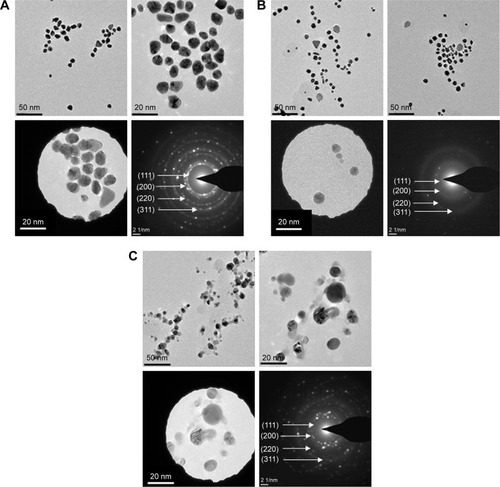 Figure 4 TEM images of F-AuNPs (A), C-AuNPs (B) and C-AgNPs (C) showing the particles shapes and SAED pattern with respective SAED apertures.Note: The size of nanoparticles is 12–20 nm with crystalline nature.Abbreviations: C-AgNPs, core–silver nanoparticles; C-AuNPs, core–gold nanoparticles; F-AuNPs, fiber–gold nanoparticles; SAED, selected area electron diffraction; TEM, transmission electron microscopy.