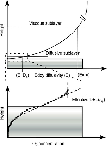 Figure 5.  A schematic presentation of the viscous sublayer, the diffusive boundary layer (DBL) and the effective DBL (δe) as derived from the O2 concentration profile (see text for details).