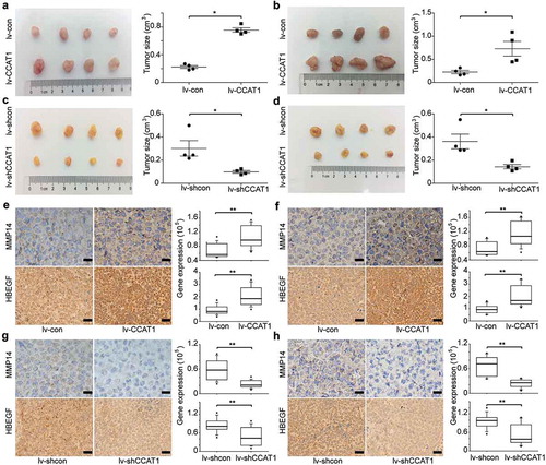 Figure 5. CCAT1 promotes tumor growth of SiHa and HeLa cells. SiHa and HeLa cells were subcutaneously injected in the right flanks of the BALB/c-nu mice. (a) Photographs of the subcutaneously formed tumors and estimated sizes of tumors of SiHa transduced with lv-con/lv-CCAT1 and (c) lv-shcon/lv-shCCAT1. (b) Photographs of the subcutaneously formed tumors and estimated sizes of tumors of HeLa transduced with lv-con/lv-CCAT1 (above) and (d) lv-shcon/lv-shCCAT1. The tumor size of SiHa and HeLa was measured starting 2 weeks after injection. (e) Representative images of IHC staining and a comparison of the protein expression of MMP14 and HB-EGF in xenografts of SiHa and (f) HeLa transduced with lv-con/lv-CCAT1. (g) Representative images of IHC staining and a comparison of the protein expression of MMP14 and HB-EGF in xenografts of SiHa and (h) HeLa transduced with lv-shcon/lv-shCCAT1.