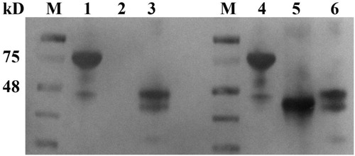 Figure 6. Western blot to detect the epitopes of the nanobodies. Lanes 1–3 with Nb8 as the primary antibody and PEA, tPEA1 and tPEA2 as respective antigens. Lanes 4–6 with Nb6 as the primary antibody and PEA, tPEA1 and tPEA2 as respective antigens.