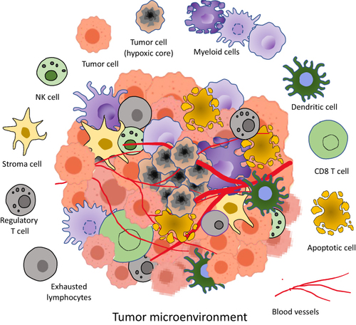 Figure 1 Tumor microenvironment components. It is a complex ecosystem consisting of heterogenous cells such as tumor cells, apoptotic cells, NK cells, stroma cells, Regulatory T cells, exhausted lymphocytes, CD8+ T cells, Dendritic cells, Myeloid cells in a network of dysregulated vasculature and collagen. A pocket of diminished oxygen and higher lactate level with acidic pH medium is produced by densely packed cancer cells.