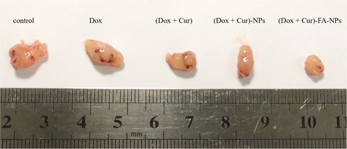 Figure 14. Photos of the tumors after various treatments.