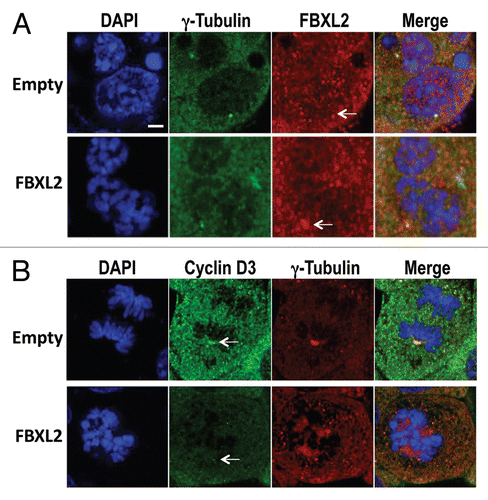 Figure 5 Overexpression of FBXL2 depletes cyclin D3 on the centrosome. MLE cells (2 × 105) were plated for 24 h, then transfected with FBXL2 for an additional 24 h. Cells were then washed with PBS and fixed with 4% paraformaldehyde for 20 min. Cells were co-immunostained for either γ-tubulin or FBXL2 (A), or cyclin D3 and γ-tubulin (B). Cells were counterstained with DAPI to visualize the nucleus. White arrows indicate centrosomes. White scale bar indicates 2 µm.