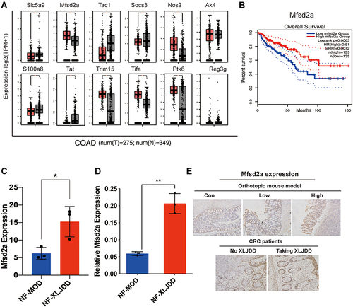 Figure 3 Mfsd2a may be a tumor suppressor activated by XLJDD. (A) Candidate genes expression in cancer tissues (Red) is compared with normal tissues (Black) in the TCGA-COAD dataset. (B) Kaplan-Meier survival analyses of Mfsd2a expression (low vs high). (C)The expression of Mfsd2a in our results of transcriptomic sequencing. (D) The expression results of Mfsd2a measured by qPCR. (E) Representative images for IHC staining of Mfsd2a. *P<0.05, **P<0.01.