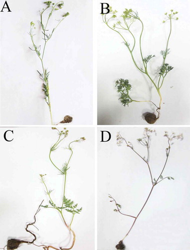 Figure 1. Morphological view of (A) B. Paucifolium, B) E. cylindrica, (C) E. persica and (d) E. wolffii.