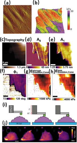 Figure 7. Mechanical properties of cells at high resolution and combined with optical microscopy. Representative PF QNM mapping images of HUVECs cells showing a) topography and b) Young’s modulus overlapped to 3D morphology. Reproduced with permission from [Citation111]. Multi-harmonic imaging of a live rat fibroblast cell scanned using a Lorentz force excited microcantilever showing c) topography, d) static deflection, e) amplitude of first harmonic, f) phase shift of first harmonic, g) storage modulus, h) loss modulus. Reproduced with permission from [Citation118]. AFM mechanics with correlative light-sheet fluorescence microscopy (LSFM) showing i) schematic representation of AFM bead approaching macrophage and h) side view from LSFM imaging of macrophage attempting to engulf the AFM probe. Reproduced with permission from [Citation127]