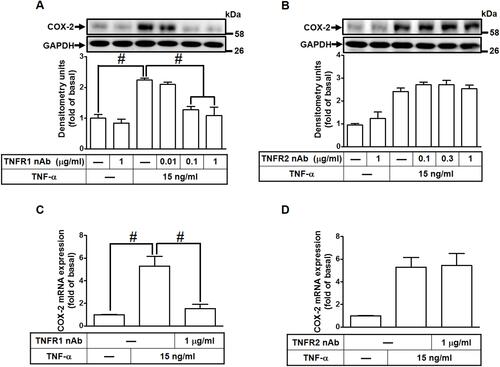 Figure 2 TNF-α-induced COX-2 expression and PGE2 production mediated through TNFR1 in HCFs. (A, B) The cells were pretreated with various concentrations of either (A) TNFR1 or (B) TNFR2 neutralized antibody for 1 h and then incubated with 15 ng/mL TNF-α for 16 h. The levels of COX-2 and GAPDH protein were determined by Western blot. (C, D) The cells were pretreated with either (C) TNFR1 nAb or (D) TNFR2 nAb for 1 h and then incubated with TNF-α (15 ng/mL) for 4 h. The levels of cox-2 and gapdh mRNA were analyzed by real-time PCR. Data are expressed as the mean ± S.E.M. of three independent experiments. #p<0.05, as compared with the control.