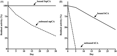 Figure 5. Long-term stability of the free and bound CAs (SspCA and bCA). Long-term stability was performed at 25 °C measuring the residual activity of the free and bound SspCA and bCA at the days indicated on the x-axis. Legend: Panel A: free and bound SspCA. Panel B: free and bound bCA. Continuous line: bound SspCA or bCA; Dashed line: unbound SspCA or bCA. Each point is the mean of three independent determinations.