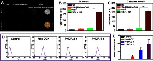 Figure 4 In vitro ultrasound imaging and cellular uptake of PHDP nanoparticles.Notes: (A) US images in B-mode and contrast mode of PBS, PDA@HMONs-DOX, and PHDP nanoparticles before and after NIR irradiation (0.8 W/cm2, 5 min). (B, C) Quantitative analysis of the average gray value in (A). (D) The flow cytometry data of MDA-MB-231 cells treated with free DOX and PHDP for 2and 4 hrs. (E) Quantitative mean fluorescence intensities of the corresponding treated MDA-MB-231 cells. *P<0.05, **P<0.01, ***P<0.001.Abbreviations: US, ultrasound; HMONs, hollow mesoporous organosilica nanoparticles; DOX, doxorubicin; PFP, perfluoropentane; PDA, polydopamine; PHDP, PDA@HMONs-DOX/PFP.