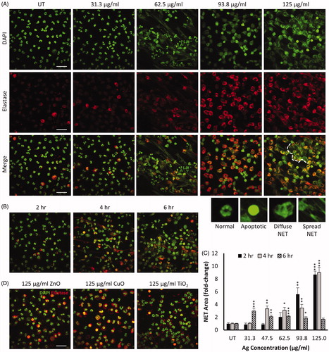 Figure 4. NM-induced release of neutrophil extracellular traps (NETs) in primary neutrophils immunostained for nuclear DAPI (green) and neutrophil elastase (red). Representative images of primary neutrophils following 4 h exposure to increasing concentrations of Ag NMs are presented (A). Fixed and stained cells were imaged using confocal microscopy and qualitatively categorized as either normal (multi-lobed nuclei), apoptotic (condensed nuclei), or NETs which were further sub-categorized as having either ‘diffuse’ or ‘spread’ morphologies. Examples of neutrophil morphologies are shown. Aggregation of NETs resulting in the formation of larger structures is visible when primary neutrophils were exposed to 125 µg/mL Ag NMs, as indicated by white dashed line. Primary neutrophils exposed to 46.5 µg/mL Ag showed increase NET formation over time (B). Concentration and time-dependent NET release in primary neutrophils exposed to Ag NMs was quantified based on neutrophil elastase signal and expressed as a fold-change relative to untreated (UT) controls (n = 3–5) (C). Error bars indicate SEM. Significant differences with untreated controls are indicated by *p < 0.05, **p < 0.01, ***p < 0.001 (ANOVA followed by post-hoc Dunn’s multiple comparison test). NET formation was not observed in cells exposed to ZnO, CuO or TiO2 NMs at any of the tested concentrations (31.25–125 µg/ml) (D). Scale bar = 30 µm.