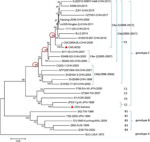 Fig. 3 Phylogenetic relationship among 30 worldwide EV-A71 strains based on the complete VP1 gene.CMU4232, CDV-Isehara, 18 representative CHN strains, and 10 international representative strains of different subgenotypes are included in this dendrogram. The 18 representative CHN strains were selected from different isolation places in mainland China from 1998 to 2017 according to available data on internet. Details of all the EV-A71 strains included in the dendrogram are provided in Table S1. CHN Chinese