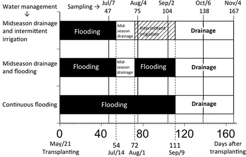 Figure 1 Dates of water management change and rice (Oryza sativa, L.) root sampling.