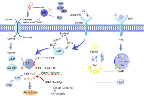 Figure 3 Ferroptosis regulates tyrosine kinase inhibitor resistance in HCC.