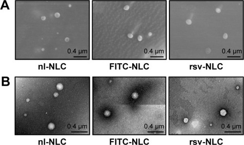 Figure 2 NLC morphology.Notes: NLC formulations nonloaded (nl-NLC), loaded with FITC (FITC-NLC), and loaded with rsv (rsv-NLC) were analyzed by microscopy. (A) Cryo-scanning electron microscopy and (B) transmission electron microscopy representative images. Magnification: ×40,000.Abbreviations: FITC, fluorescein isothiocyanate; NLC, nanostructured lipid carriers; rsv, resveratrol.
