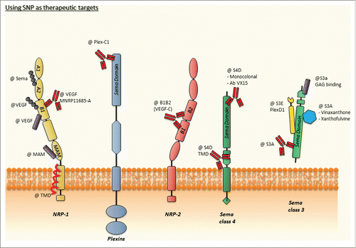 Figure 2. Using SNP as therapeutic targets. This schematic representation of SNP is integrating the different types of drugs targeting the extracellular or membrane domains. TMD, Trans Membrane Domain; Ab, Antibody.