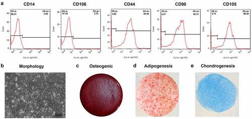 Figure 1. Characterization of ADSCs. (a) Flow cytometry analysis for the detection of ADSC surface markers. (b) Morphology of ADSCs. (c) Osteogenic ADSCs. (d) Adipogenic ADSCs.