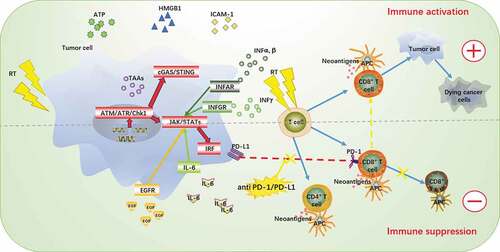 Figure 2. The proposel mechanisms of synergy between RT and PD-1/PD-L1 therapies