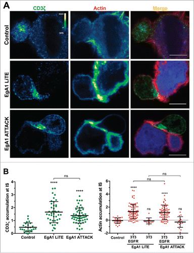 Figure 4. Immunological synapse formation is triggered by EgA1 ATTACK. (A) IS formation assessed by confocal microscopy. Green (CD3ζ) and red (actin) channels of a confocal section are shown with a pseudo-color displaying the range of intensity values. Calibration bar for pseudo-color applied in all images is shown in the first panel. Images of merged channels are shown, where CD3ζ is presented in green, actin in red and 3T3-EGFR cells in blue. As a control, Jurkat T cells were incubated together with 3T3-EGFR cells in the absence of antibodies. Scale bar 5 μm. (B) Quantification of CD3ζ (left graph) and actin (right graph) polarization towards the IS in Jurkat T cells. Dots in graphs represent individual cells obtained from several experiments. Results are expressed as mean ± S.D. (*p<0.05, **p<0.01, ***p<0.001, ****p<0.0001, ns, not significant). The experiments were performed three times and results of one representative experiment are shown.