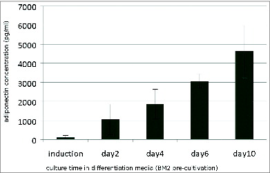 Figure 5. Adiponectin secretion (pg/ml) of preadipocytes cultured in BM 2 after stimulation with induction medium for 48 h and following culture in differentiation medium. Values represent the mean and standard deviation of 4 independent experiments.