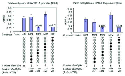 Figure 5. Functional analysis of DNA methylation impact on RASSF1A promoter reporter constructs. Unmethylated RASSF1A reporter constructs (unM) and four site-specific methylated reporter constructs (MP1 to MP4) were transfected into A549 cells. PRL-TK, which expresses Renilla luciferase was co-transfected as an internal control. The empty vector (Basic) was also transfected as negative control. All constructs were transfected in triplicates. After 36 h, luciferase activities were determined by dual luciferase assay. Firefly luciferase activity was normalized to Renilla luciferase activity (internal control). Here, each of two clusters, each containing four methylated CpGs at +21,+15,+2,-6 and -138, -129,-125,-102, reference to TSS, appear to halve promoter activity. P values represent t test comparisons with the unmethylated RASSF1A promoter insert (unM) control. Basic, the reporter construct without promoter; unM, the reporter construct with unmethylated RASSF1A promoter; MP1 to MP4, reporter constructs with RASSF1A promoter methylated at different CpG sites; mCpG, methylated CpG.
