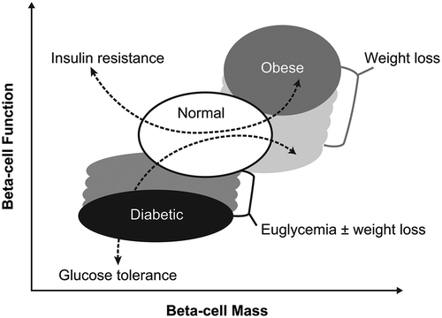 Figure 4. Schematic of beta-cell function versus beta-cell mass in normal, non-diabetic obese individuals and diabetic individuals. Stippled areas represent the range of changes in beta-cell function observed with weight loss and improved glycemic control; the corresponding changes in beta-cell mass are hypothetical. The dotted blue lines represent the associated changes in glucose tolerance and insulin resistance. Reprinted from Cell Metabolism, 11(5), Ferrannini E, The stunned beta cell: a brief history, 349–52, Copyright 2010, with permission from Elsevier