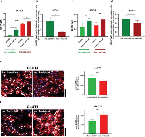 Figure 5. Insulin resistance affects glucose uptake in 3T3-L1 and SGBS. Insulin resistant 3T3-L1 show increased basal and reduced insulin-stimulated glucose uptake (a,b) while SGBS show only minor impairment in insulin-stimulated glucose uptake (c,d). (e) Representative images and graphs quantifying GLUT4 levels in unstimulated insulin sensitive and resistant 3T3-L1. (f) Representative images and graphs quantifying GLUT1 levels in unstimulated insulin sensitive and resistant 3T3-L1. All scale bars are 40 µm. Data representative of n = 3 experiments. ** indicates p < 0.01, *** indicates p < 0.005, **** indicates p < 0.001