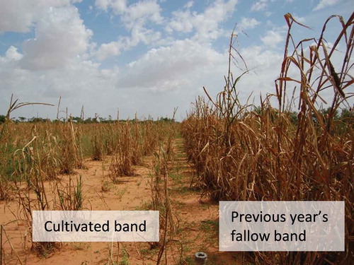 Figure 13 Differences between growth of pearl millet (Pennisetum glaucum (L.) R. Br.) planted in a cultivated band and in the previous year’s fallow band.