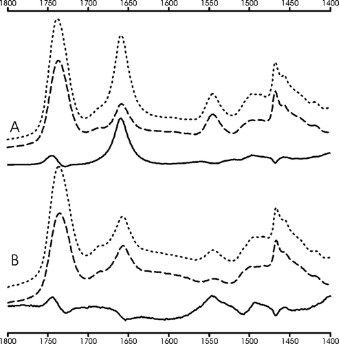 Figure 5.  The amide region of ATR-FTIR spectra of LAH4F4 reconstituted into oriented POPC membranes is shown at pH 8 (A) and at pH 3 (B). The incident light was polarized in a parallel (dotted lines) or in a perpendicular orientation (hatched lines). The difference spectra (solid lines) are obtained by subtracting the perpendicular polarized spectrum from the parallel polarized spectrum. For this Figure the latter was multiplied by a factor 1.35 before subtraction, which corrects for the difference of strength of the evanescent power for the parallel and perpendicular polarisations as discussed in detail in reference Citation[17].